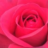 Valentines Day and Ideas Marketing Valentine's Day - Rose
