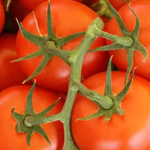 Tomato - Pomodoro in Italian