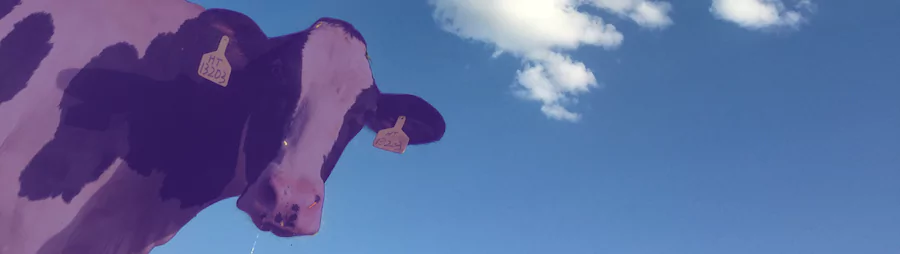 Seth Godin - Purple Cow