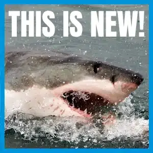 What a Shark Attack taught me about Experience - this is new!