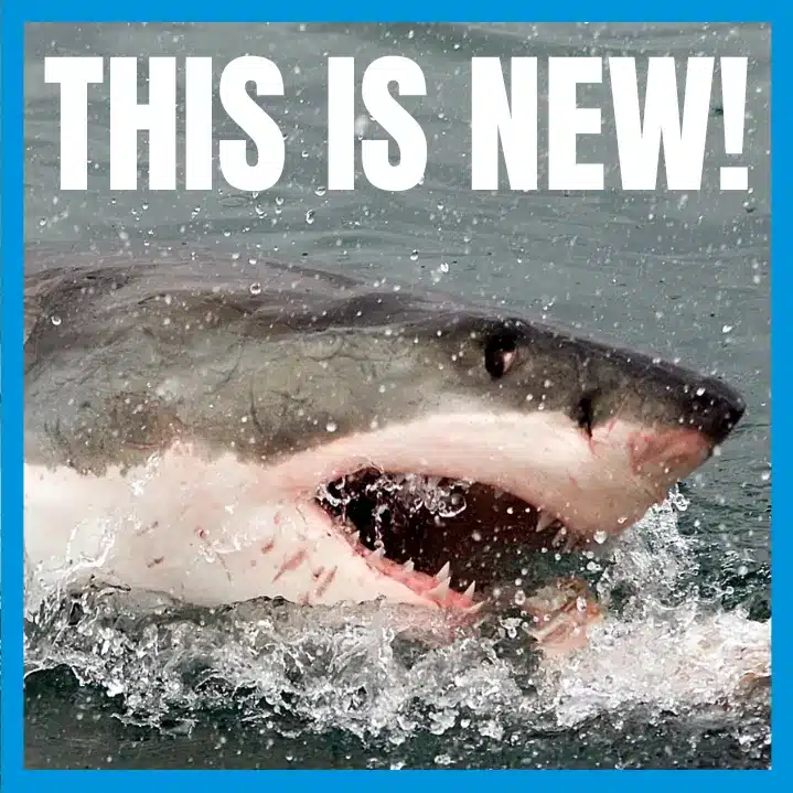 What a Shark Attack taught me about Experience - this is new!